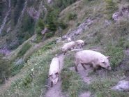 Insoliti incontri sul sentiero sotto alpe Crosenna