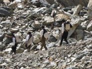 rappresentazione storica  per la prima ascensione in vetta di mathews