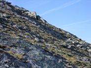 camoscio in cresta..