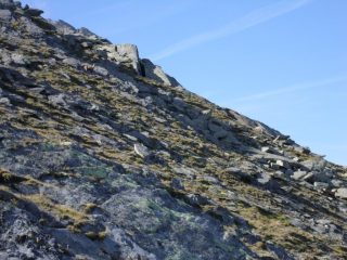 camoscio in cresta..