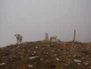 compagni di vetta