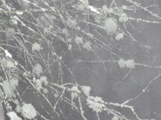 neve!??..no! licheni