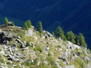 larici al sole