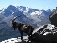 in posa per una foto