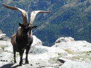 caprone davanti al rifugio