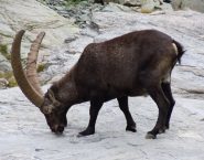 incontri ravvicinati