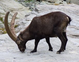 incontri ravvicinati