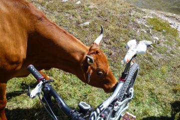 Piaceva tanto anche a lei..