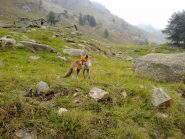 La volpe di frazione Chiapili