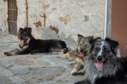 3 amici cani pastore