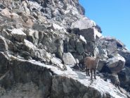 altro piccolo di stambecco