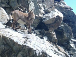 piccolo di stambecco sotto la forcella