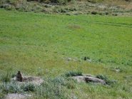 marmotte curiose....
