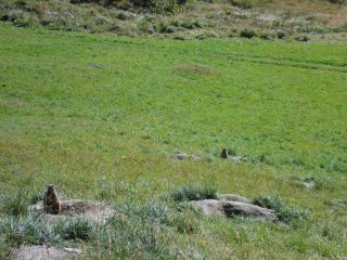 marmotte curiose....