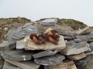 Funghi in vetta