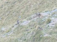 Marmotte