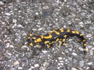 salamandra