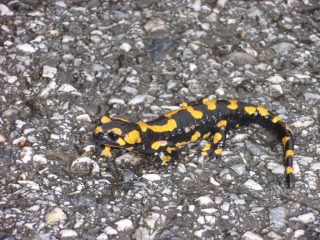 salamandra