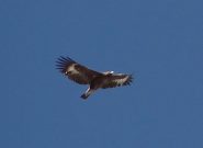 aquila in volo