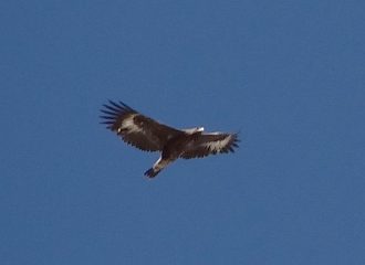 aquila in volo