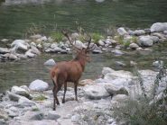 Incontro in bassa valle