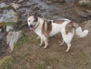 Pedro, il cane che oggi mi ha fatto compagnia