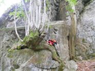 vegetazione con fauna