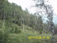 Prato al col Lunelle. Un po' inquietanti le betulle contorte....