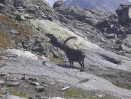 incontro ravvicinato