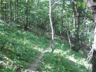 inizia il bosco