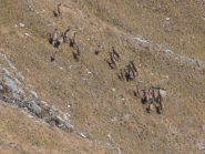 04 - tutte le femmine dietro al capobranco