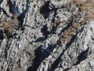 07 - camoscio impegnato con un salto nel vuoto