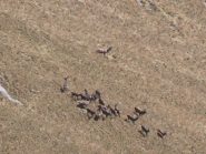 05 - lo sfidante si avvicina, dopo qualche incornata e spintone le femmine sono andate tutte con il vincitore