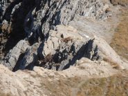 06 - i camosci si buttano giù per il pendio al Colletto del Pelvo