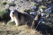 altra marmotta che si è gentilmente concessa al fotografo ! (1-10-2011)