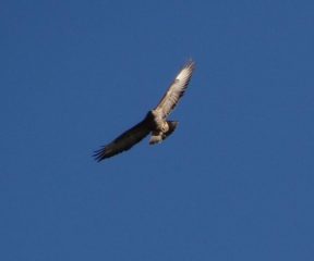 aquila