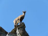 stambecca vanitosa!!