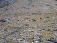 camosci nel vallone di Leviona