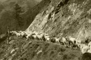 transumanza sotto alpeggi pian Pra