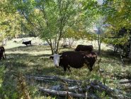 mucche al pascolo...