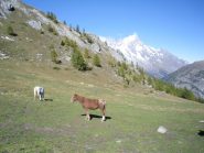 magnifici cavalli allo stato brado....