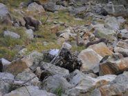 stambecchi visibili sul sentiero...