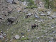 un altro stambecco sotto le barriere rocciose...