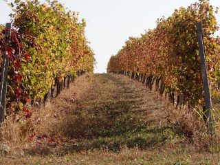 i colori del vigneto