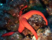 stella