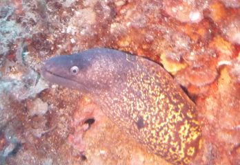 murena