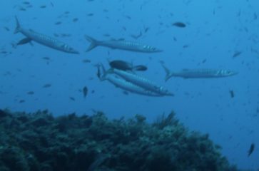 barracuda