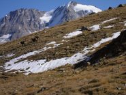 il ritorno a Plan Borgno  coi camosci ed il Grampa...