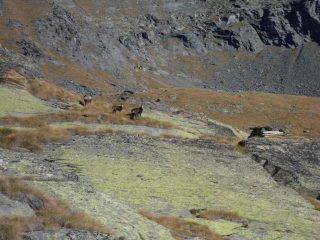 camosci  appena sopra  la croce Arolley..