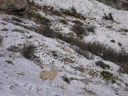 pecore ed agnellini nella neve...